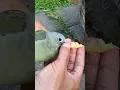 Download Lagu Burung Punai,Cara supaya Burung Punai bisa makan Pisang #burung #punai #birds #shorts @PutoeSoemi
