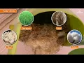 Nests of Birds Science for Kids Grade 3 Periwinkle