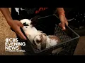 Maui animal shelter working to reunite pets with owners