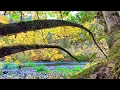 Relaxing Riverside Ambience: Flowing Water, Birdsong, and Grouse Drumming for Calm and Focus