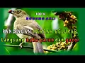 Download Lagu Pancingan merbah belukar mata merah atau merbah rimba macet bunyi,langsung nyaut dan gacor.