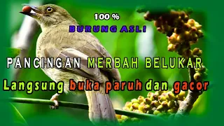 Download Pancingan merbah belukar mata merah atau merbah rimba macet bunyi,langsung nyaut dan gacor. MP3