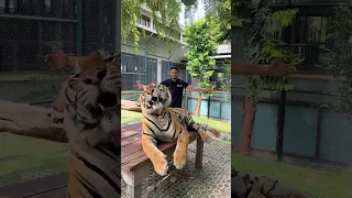 محمود مع اغنية تركضلي وفاتح ايدك دندنها