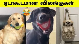 இவனுங்கள வச்சுக்கிட்டு நிம்மதியா தூங்க முடியல 🤣 | அட்டகாசம் பண்றானுங்க 😂