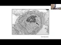 WARTCHOW Interpretation of Electron Microscopic Images UltraPatth 2026 05 11 2026