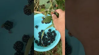 Fresh & Free: Blackberry Picking by the RV 🍇🚐