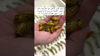 Have You Ever Seen A Golden Butterfly Cocoon Butterflies Butterfly فراشات فراشة طبيعة شرنقه 