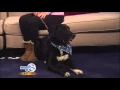 Camp K9 Pet of the Week Sam