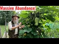 The 15 Garden That Feeds My Entire Family Copy Me