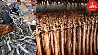 Download Amazing Eel Farming in Taiwan, China and Japan. Process of Eel Aquaculture Farming, Eels Harvesting MP3