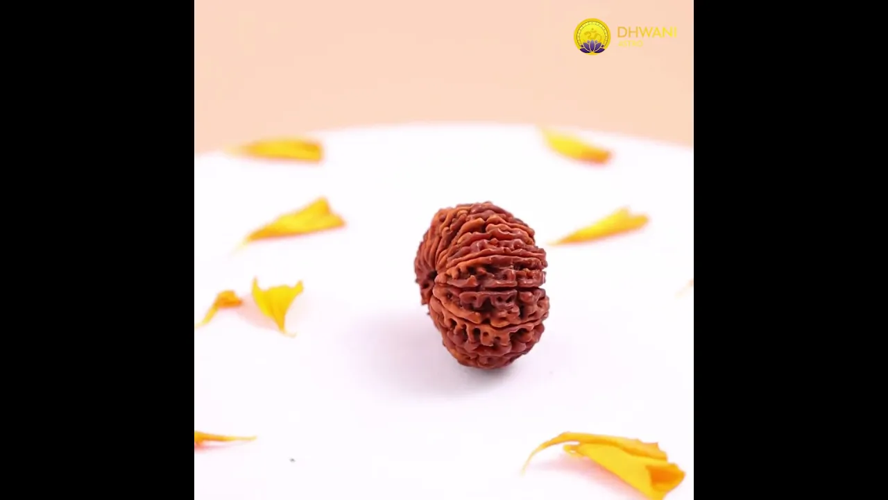 Nepali 21 Mukhi Rudraksha (Twenty-One Faced)