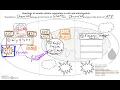 Cellular Respiration Graphic Organizer Notes