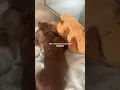 Download Lagu Getting Mabel an anxiety bear was the best thing ever #dachshund #minidachshund #puppy #puppyshorts