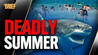 sydneys summer of terror inside the 2026 shark attacks the brief