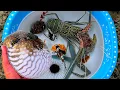 Download Lagu Tangkap ikan buntal dan kerang, belut, ikan hias, ikan laut, kepiting, kelomang, lobster, starfish