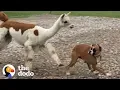 Download Lagu If You See This Alpaca .... RUN!!!!! | The Dodo