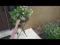 How When to Properly WATER Outdoor Potted Flowers