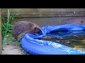 Download Lagu Animals Cool Off In Kids' Paddling Pool | My Story | Robert E Fuller