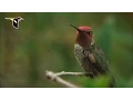 Lagu Dazzling With Color: Anna’s Hummingbird