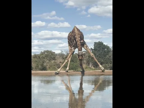 Giraffes Struggle for Water