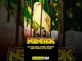 Download Lagu Pleci Nembak WitWit Gaya Ngentrok Mirip Cucah Hijau #plecinembaksejalur