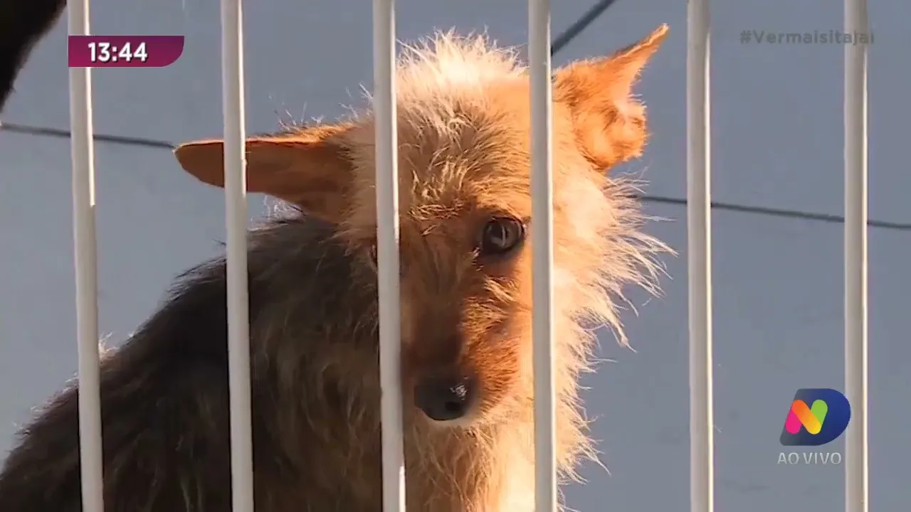 Animais também sentem frio e devem ser protegidos