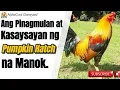 Pinagmulan at Kasaysayan ng Pumpkin Hatch Bloodline na Manok