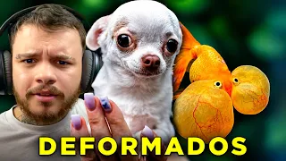 Os Animais mais DEFORMADOS que Já Criamos - React Macaco Despido