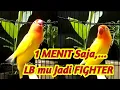 Download Lagu Lovebird ini PINTAR Men-TRIGGER Lawan, Labet yang dengar Langsung Terbakar Emosi dan GACOR Seketika