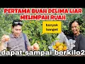 Download Lagu PERTAMA PANEN BUAH DELIMA LIAR MELIMPAH RUAH DI PINGGIR SUNGAI DAPAT BERKILO2 ‼️