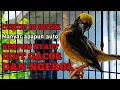 Download Lagu SUARA MANYAR GACOR NGEROL MEMANGGIL LAWAN BIAR EMOSI NYAUT DAN IKUT GACOR
