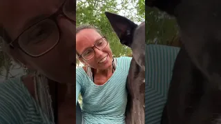 Just an (extra)ordinary evening with my dog. Can you relate? #slowliving #serenity #outdoors