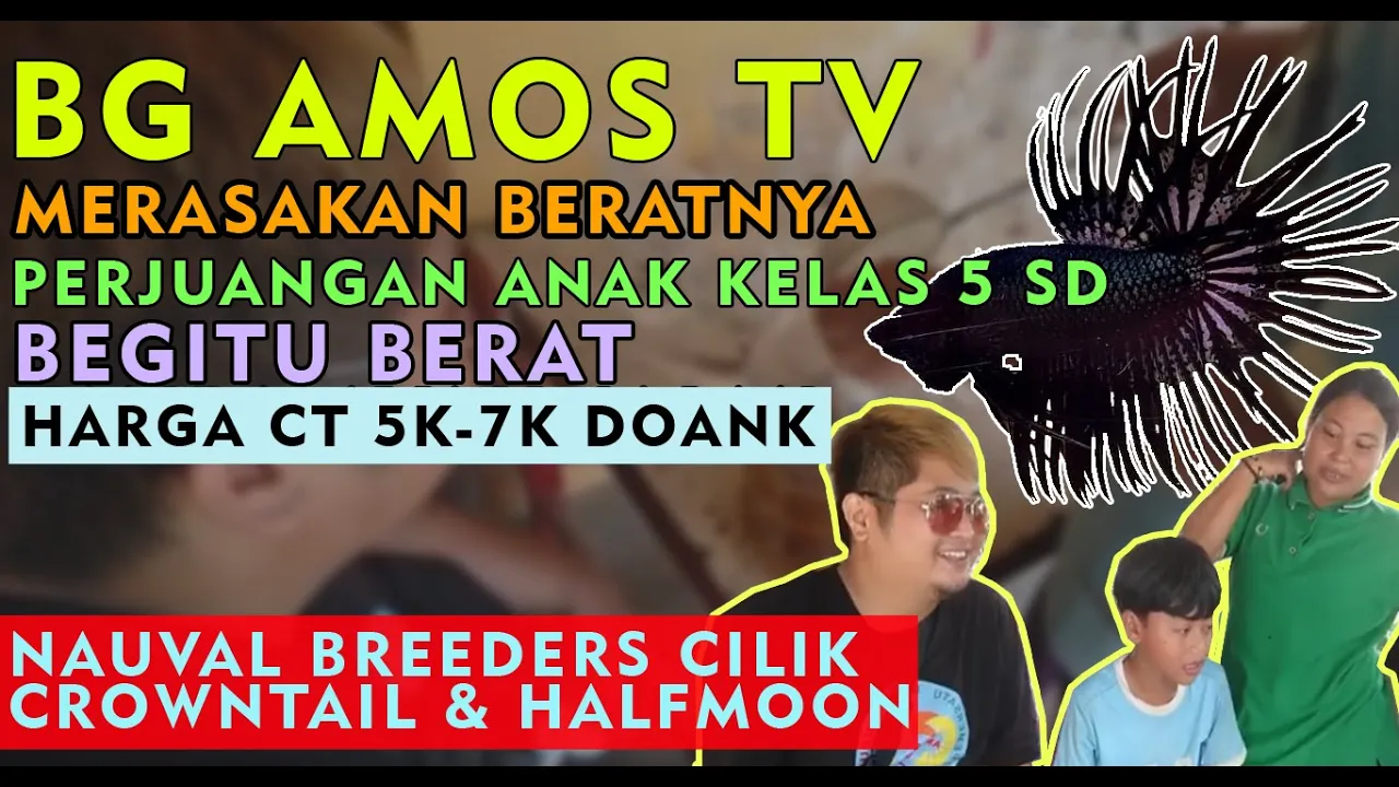 HARGA CROWNTAIL 5 Rb DOANK? 🇮🇩 NAUVAL BREEDER CILIK BERJUANG JUALAN CUPANG BERSAMA IBUNYA -#VIRALKAN