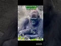 Lagu kantipa varum #funny #viral #feedshorts #viralvideos #pets
