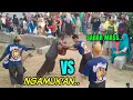 Download Lagu KALAP BERJAMAAH PAGAR PENONTON SAMPAI JEBOL, KUDA LUMPING JARANAN SINGO LUDRO PAJARAN MALANG