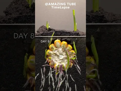 Corn - Time Lapse #plants  #timelapse