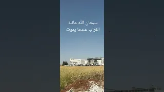 سبحان الله عند موت الغراب تتجمع عائلته ساعت ولم يغادروا المكان الذي مات فيه كبيرة الغراب  دندنها