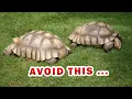 The ULTIMATE SULCATA spurred Tortoise food list diet