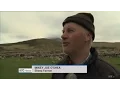 IRISH FARMER S STRONG ACCENT IN COUNTY KERRY IRELAND - MISSING SHEEP