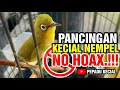 Pancingan Kecial Kuning Biar Nempel Digantang, NO HOAX.!!! | PEPADU KECIAL