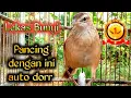 Download Lagu lekas bunyi pancing dengan ini auto dorr cica koreng bahan.