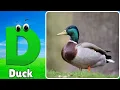 Download Lagu ABC-lied | Vogels ABC-lied | Fonetiek voor kinderen | Leer ABC, baby | Alfabetletters