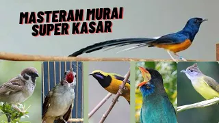 Download Masteran Kasar Speed Rapat Murai Batu || Suara Super Jernih MP3