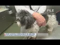 Abilene cracks down on animal safety with updated ordinance