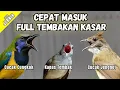 Download Lagu Masteran Full Tembakan Kasar Cepat Masuk | Cucak Jenggot - Kapas Tembak - Cucak Cungkok