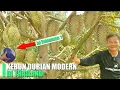 Download Lagu Perbedaan Kebun Durian Thailand dan Indonesia, Pantesan Indonesia Kalah !