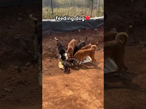 Feeding dog❤️✅ #ytshorts #animallovers #doggielife #puppy #lovepets #dogshorts