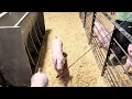 Mitchem Showpigs 42-3 LM