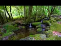 Download Lagu Forest Ambience, Water Sounds, Birds Singing, ASMR