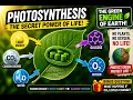 Photosynthesis Explained How Plants Convert Sunlight Into Energy
